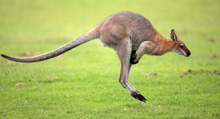 Бегущий кенгуру