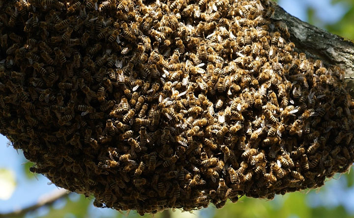 Мед диких пчел