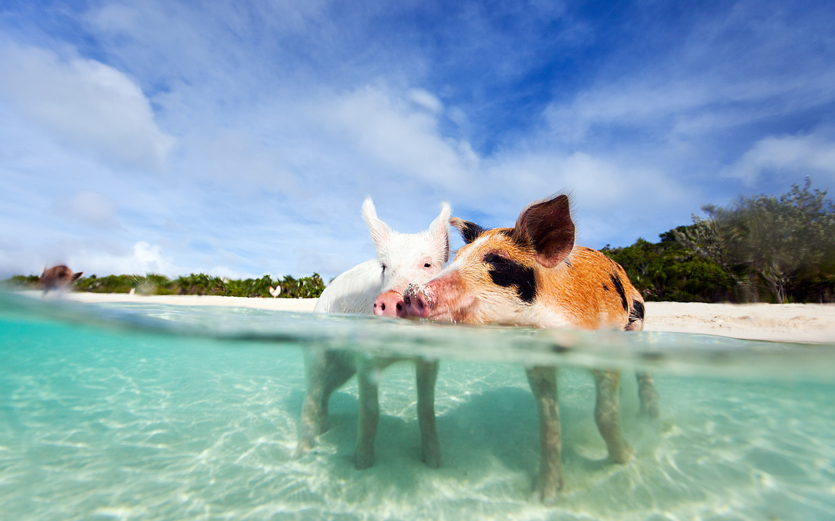 Плавающие свиньи фото 11