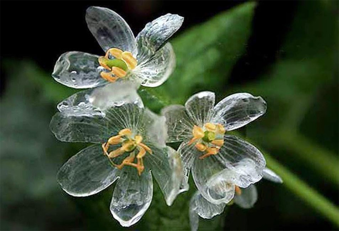 Цветок с прозрачными лепестками