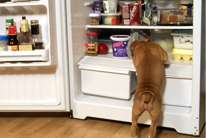 Собака залезла в холодильник