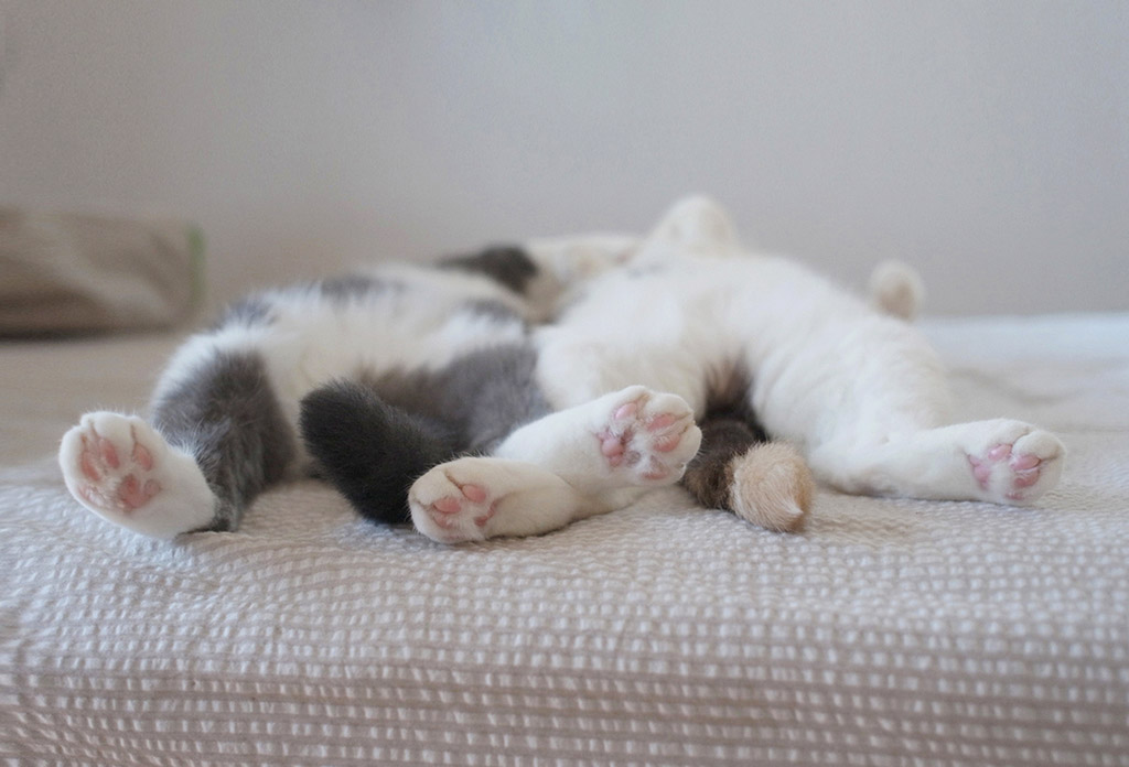 Коты, спящие в странных позах