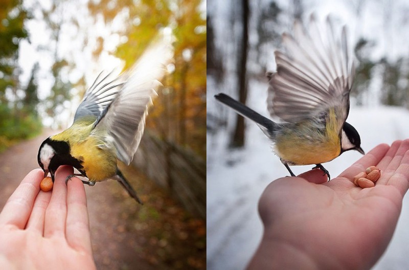 Птички едят с руки