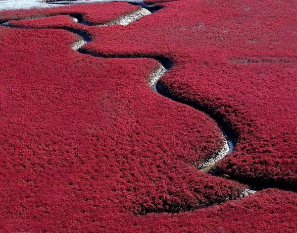 невероятный красный пляж, китай