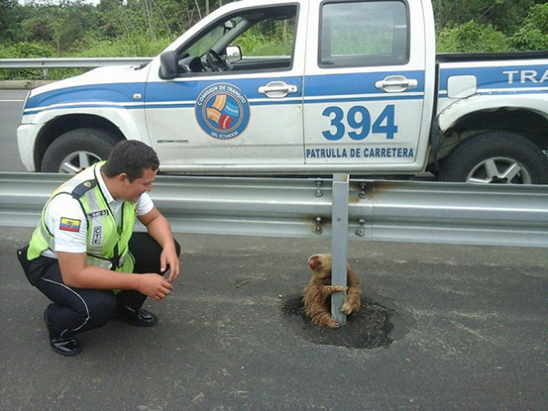 полицейский и ленивец