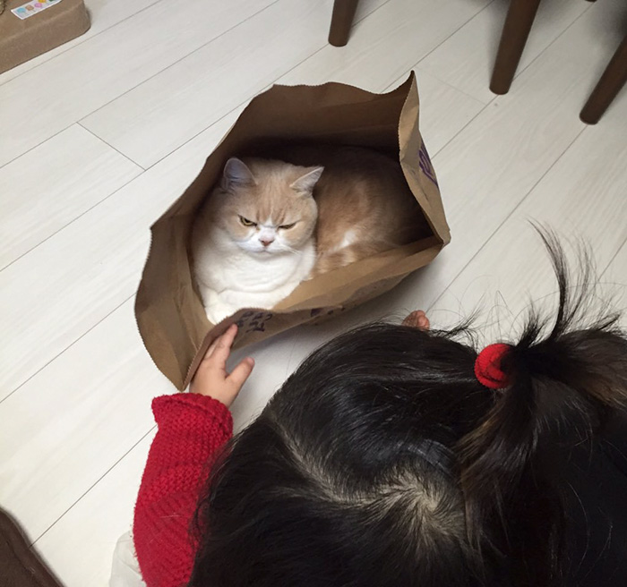 кошка в пакете
