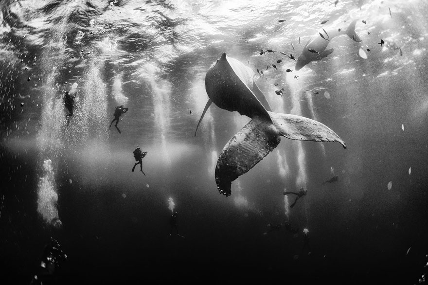 красивые фото китов
