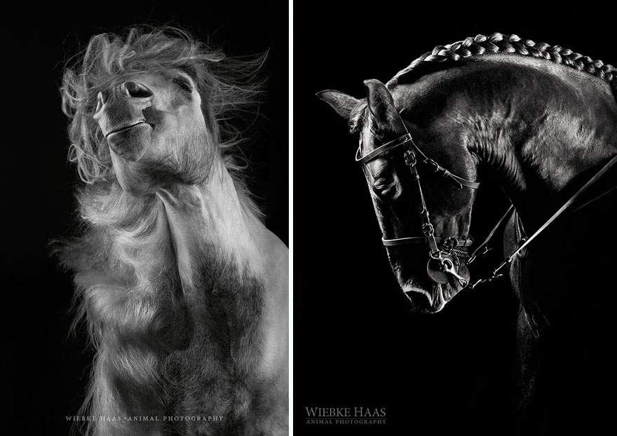 красивые фото лошадей