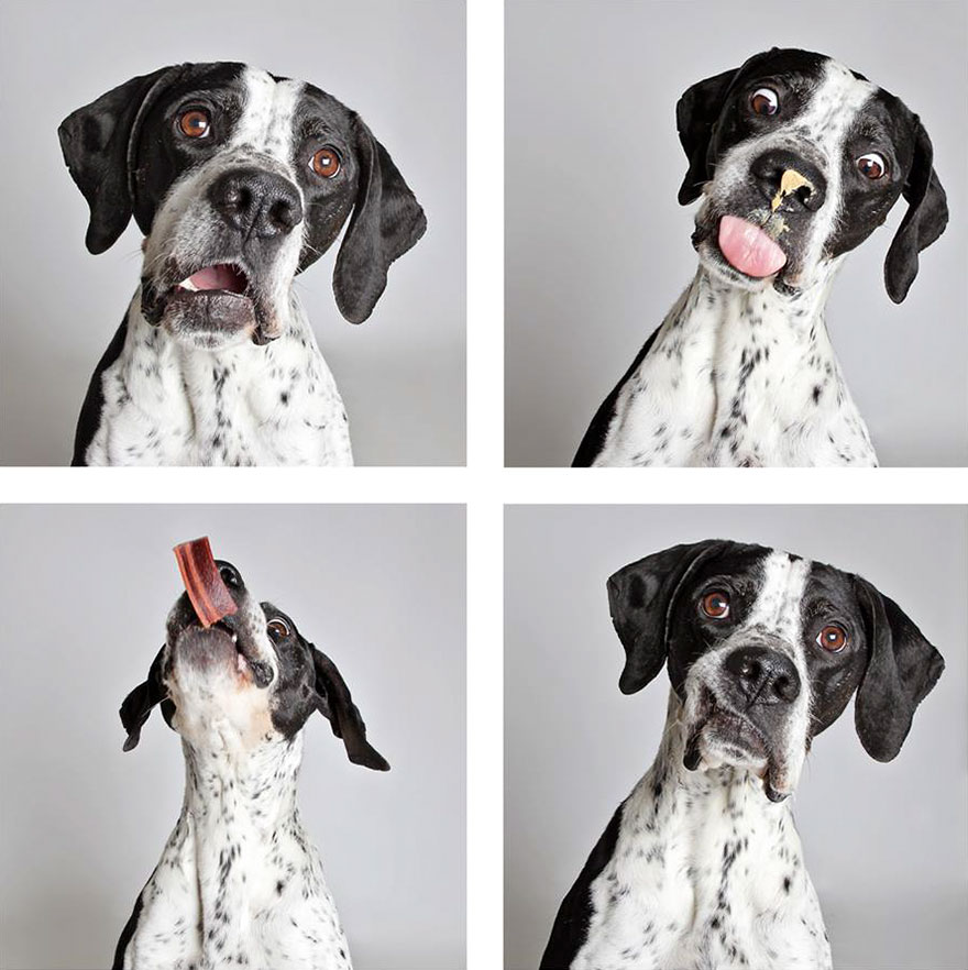 adopt-shelter-dogs-photobooth-humane-society-27__880