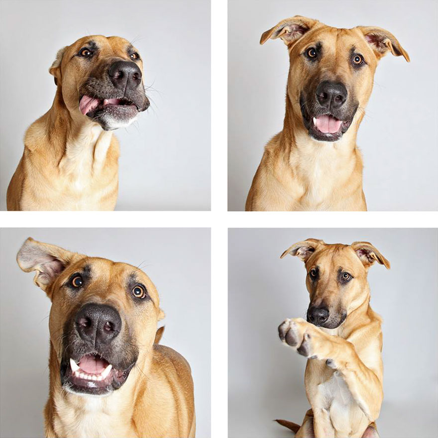 adopt-shelter-dogs-photobooth-humane-society-37__880