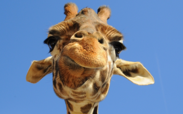 интересные факты о жирафах