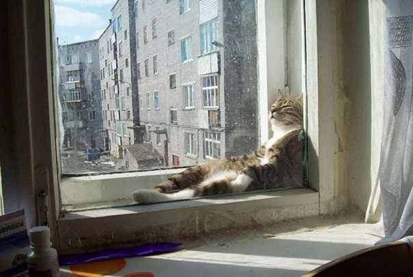 кошка греется в окне