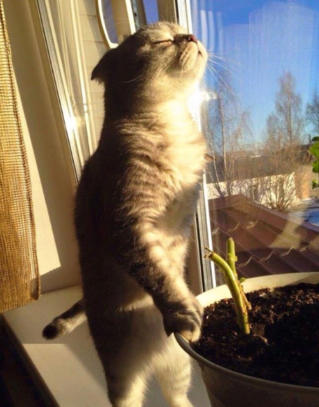 кошка, которая любит солнце