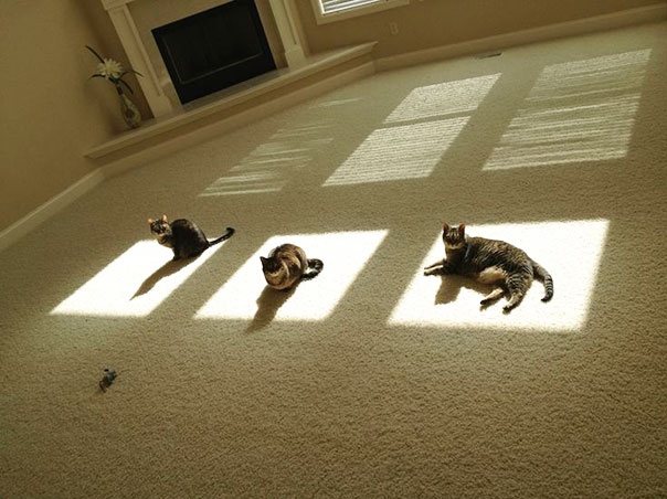 три кота на ковре