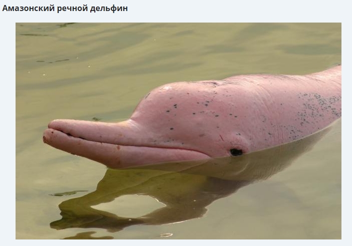 амазонский речной дельфин