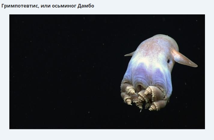 фото осьминога дамбо