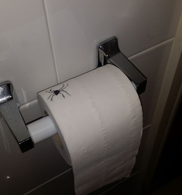 паук на туалетной бумаге