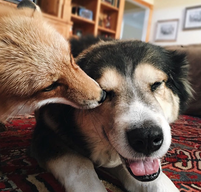 дружба лисы и собаки