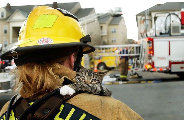 кот которого спасли пожарные