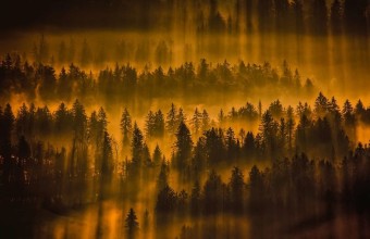 леса и туманы Словении