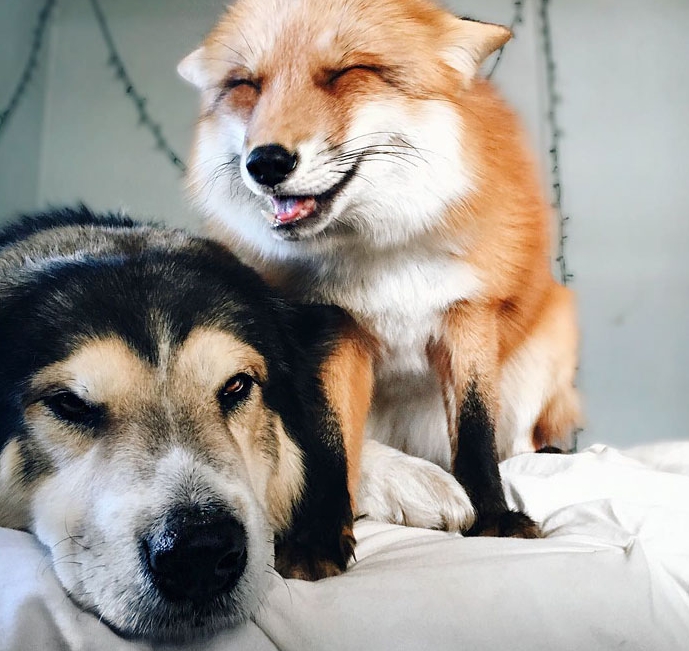 лисица играет с псом