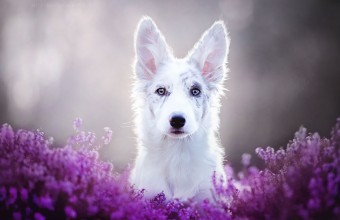 фотографии собаки в цветах