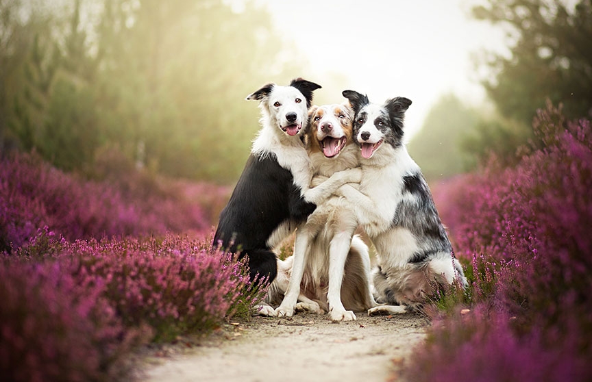 фото дружбы собак