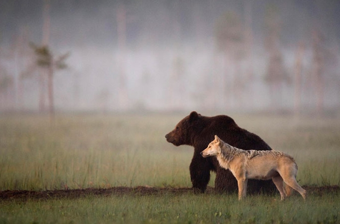 фотографии дружбы волка и медведя
