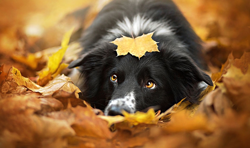 фотография собаки в листве