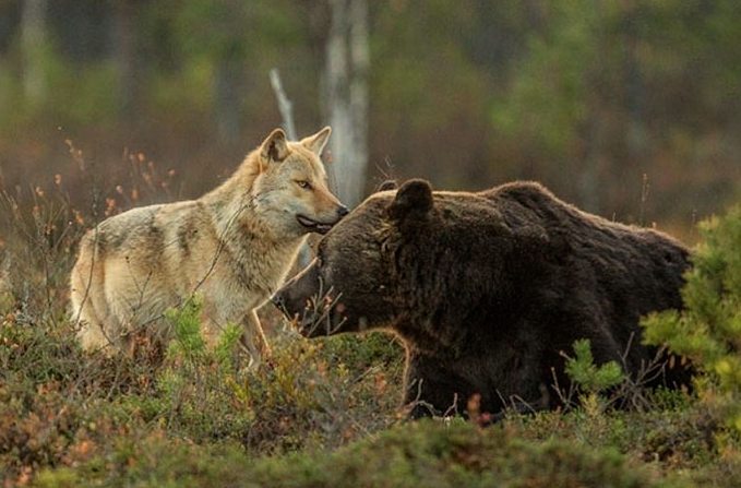 необычная дружба медведя и волка