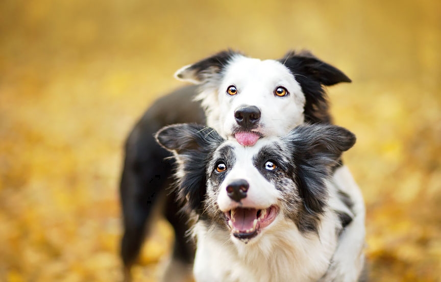 необычное фото двух собак
