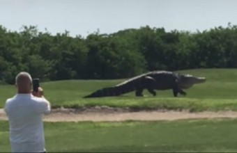 самый большой аллигатор во флориде