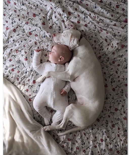 пес спит в обнимку с ребенком