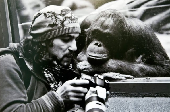 фотограф показывает снимок обезьяне