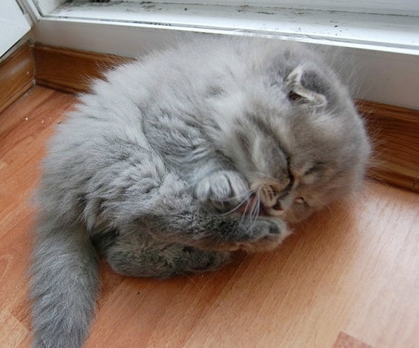 котенок, заснувший на подоконнике