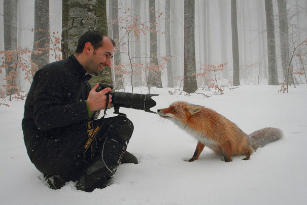 как сделать фото лисы