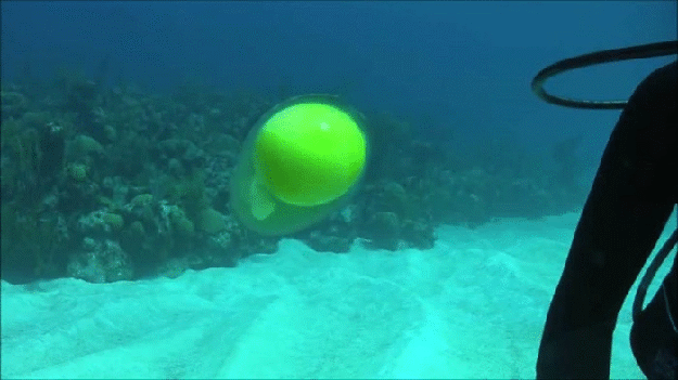 яйцо под водой