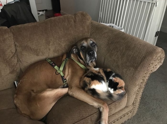 кошка и собака на диване