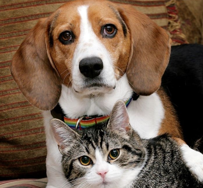 фотография кошки и пса