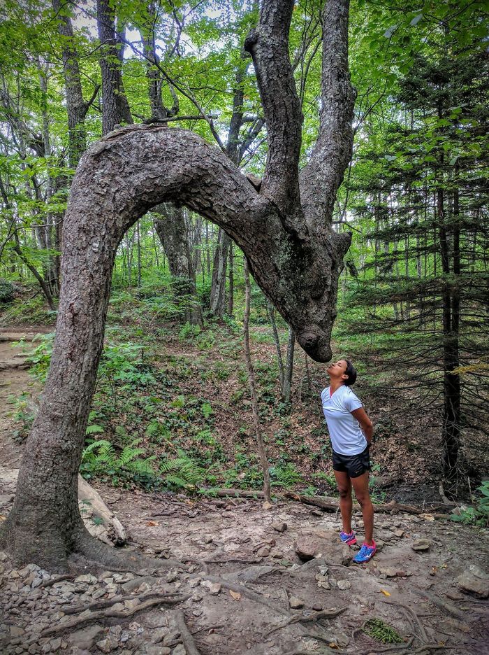 дерево необычной формы