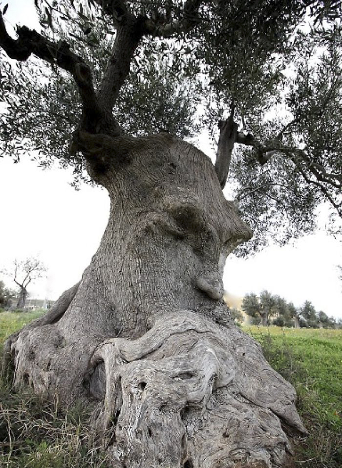 дерево с лицом