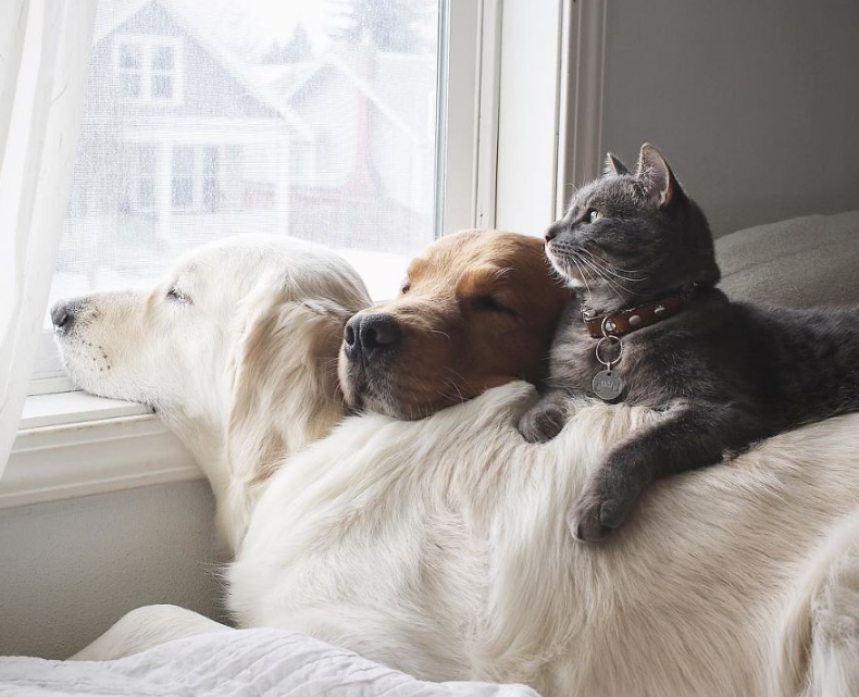 кот, собаки и окно