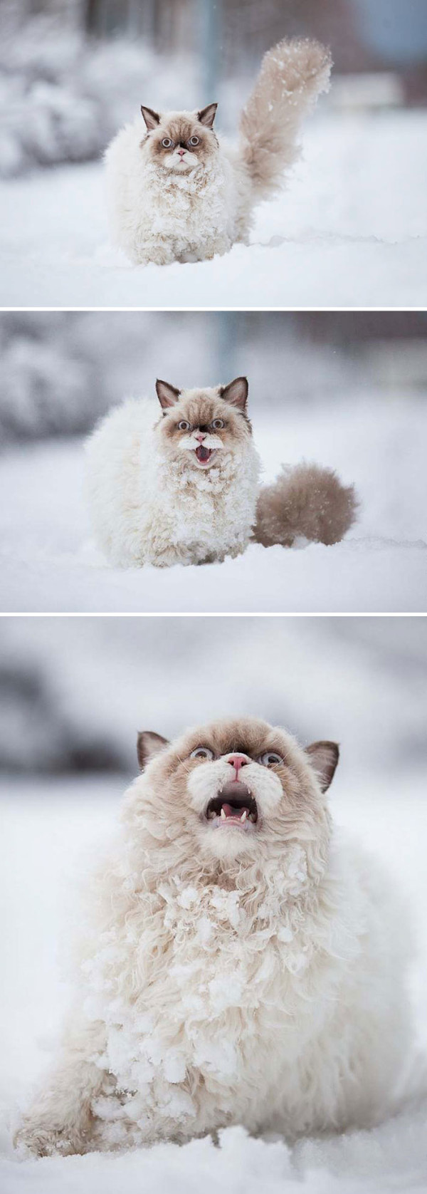 кот увидел снег