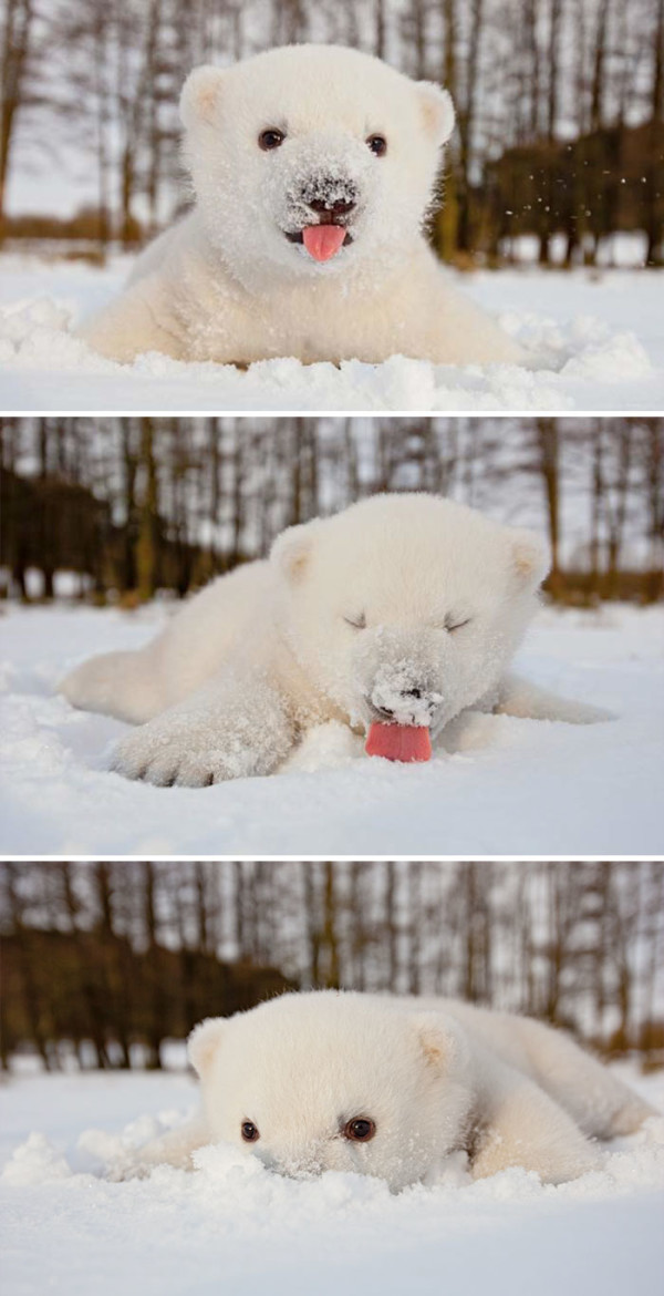 белый медвежонок и снег