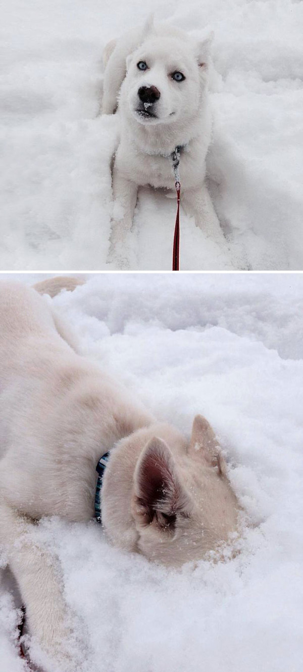 собакен и первый снег
