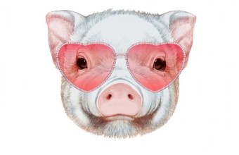 свинка в очках