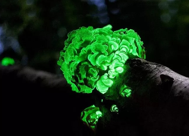 светящийся гриб фото