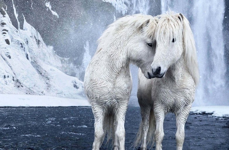 фото лошадей исландии