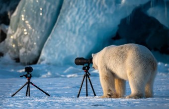 белый медведь фотограф