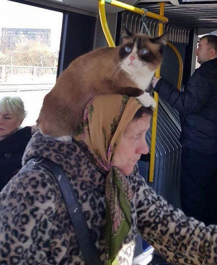 кот на голове